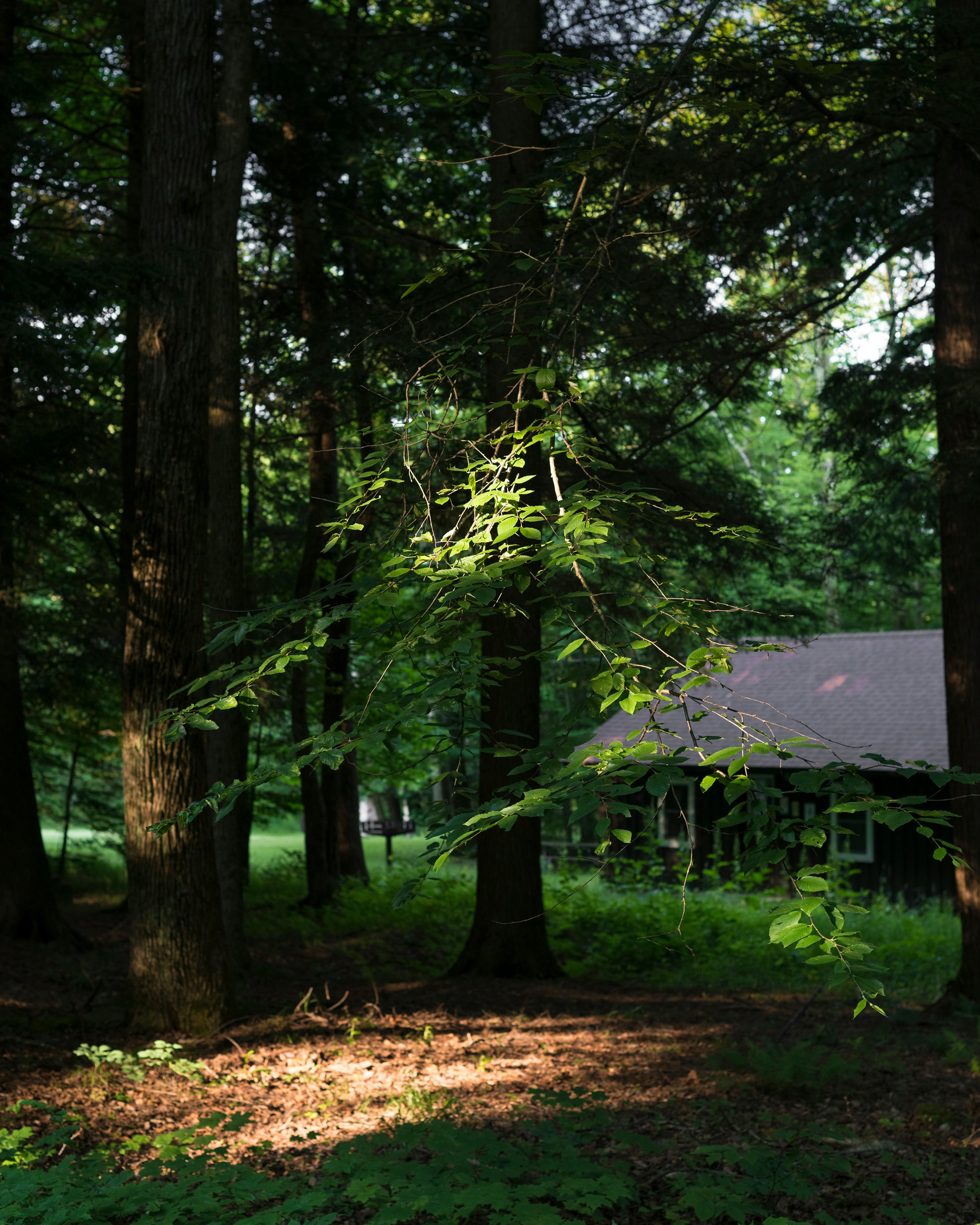 green trees near brown house